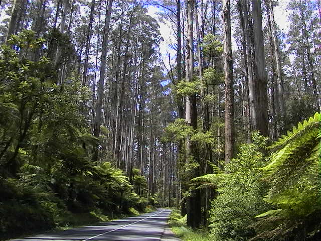 Die Eukalyptus Bäume werden hier bis 114 Meter hoch.